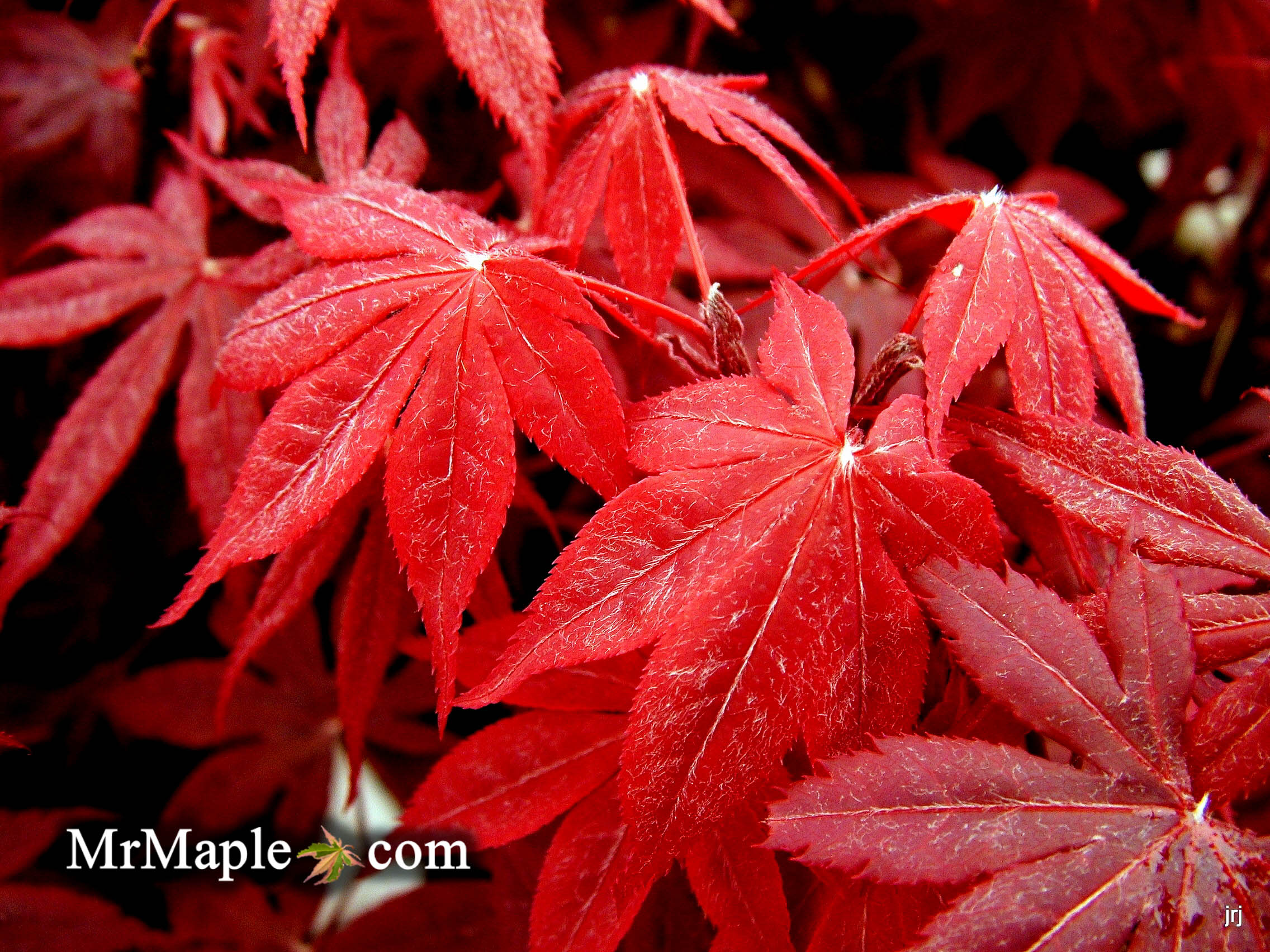 Buy Bloodgood Japanese Maples